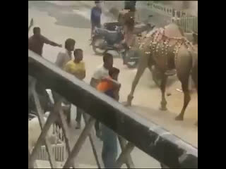 camel lay down