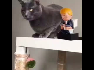 even the cat reacts to trump