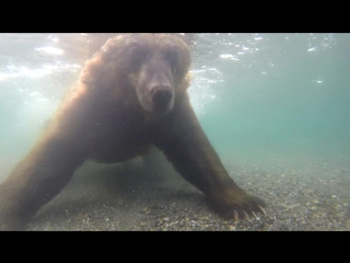 team trip: kamchatka, brown bear ( )