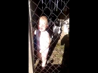 weaned to climb into the chicken coop